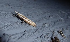 Orocrambus vittellus