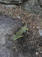 Timon lepidus ibericus