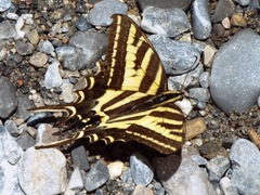 Papilio pilumnus