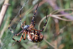 Argiope bruennichi