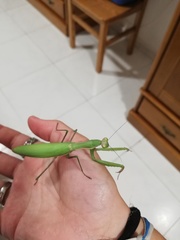 Mantis religiosa