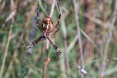 Argiope bruennichi