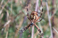 Argiope bruennichi