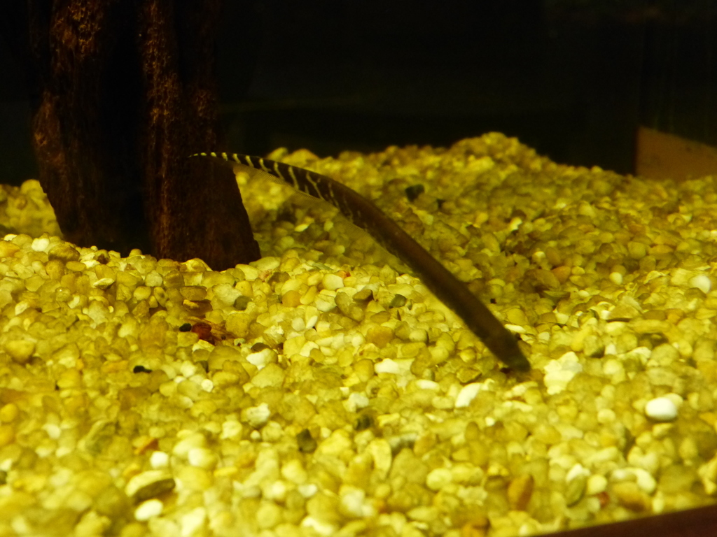 Knifefish