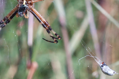 Argiope bruennichi