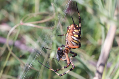 Argiope bruennichi