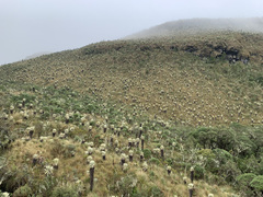 Espeletia pycnophylla