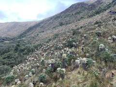 Espeletia pycnophylla