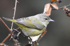 Leiothlypis celata orestera
