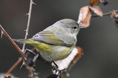 Leiothlypis celata orestera