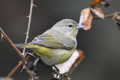 Leiothlypis celata orestera