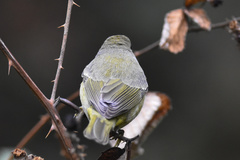 Leiothlypis celata orestera