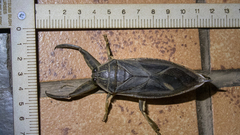 Lethocerus cordofanus