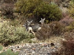 Odocoileus hemionus eremicus