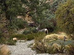 Odocoileus hemionus eremicus