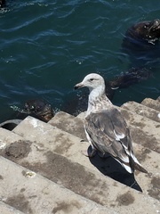 Larus dominicanus