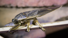 Lethocerus cordofanus