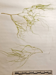 Potamogeton confervoides