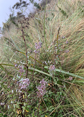 Valeriana microphylla