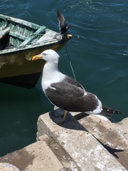 Larus dominicanus
