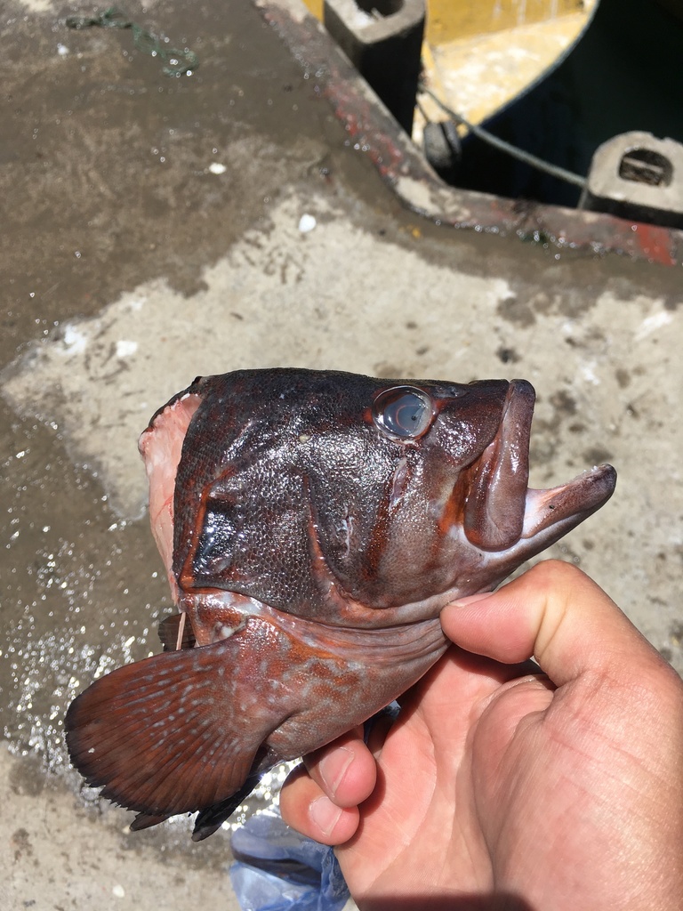 Brick seabass (Acanthistius pictus) — Serranidae