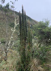 Miconia salicifolia