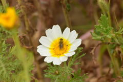 Tetropismenus hirtus