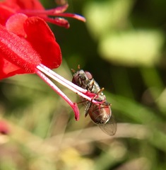 Platycheirus stegnus