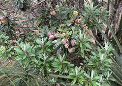 Linochilus floribundus