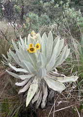 Espeletia pycnophylla