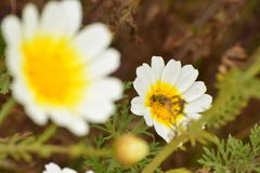 Tetropismenus hirtus