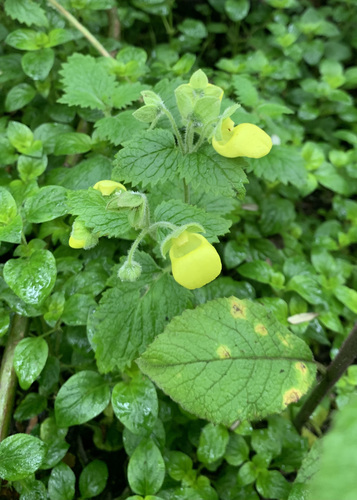 Calceolaria lamiifolia (Calceolaria lamiifolia)