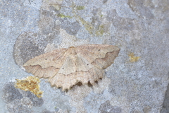 Megalycinia serraria