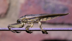 Lethocerus cordofanus