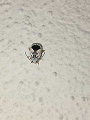 Acrocyum dorsalis