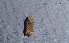 Anisoplaca acrodactyla