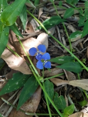 Commelina cyanea