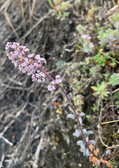 Valeriana microphylla