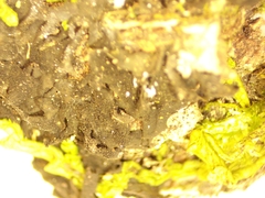 Collema subflaccidum