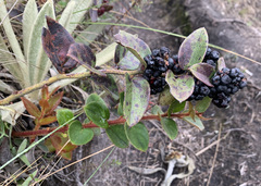Gaultheria glomerata