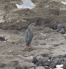 Butorides striata rhizophorae