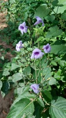 Ruellia ciliatiflora