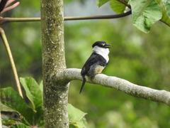 Notharchus swainsoni