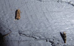 Anisoplaca acrodactyla