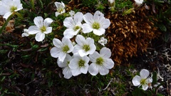 Minuartia