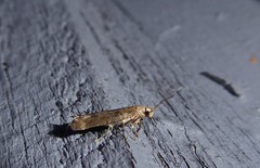 Anisoplaca acrodactyla