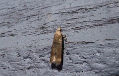 Anisoplaca acrodactyla