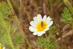 Tetropismenus hirtus