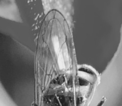 Platycheirus stegnus