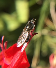 Platycheirus stegnus